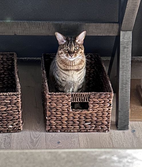 pipers kitty six.jpg